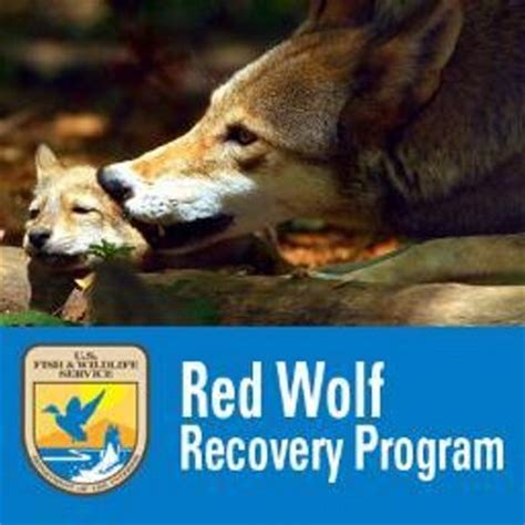 Red Wolf Recovery Program